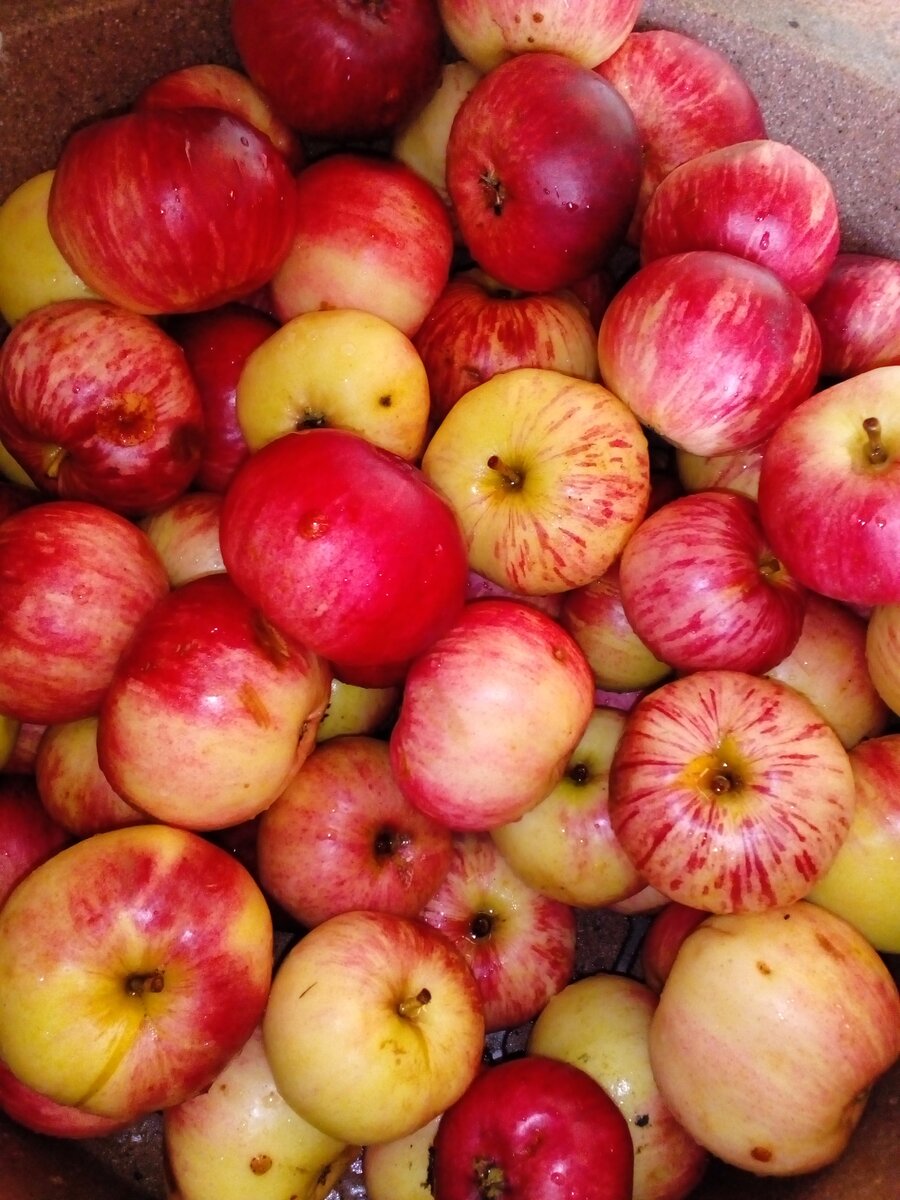 яблоня зкс персиянка. шесть яблок. гала дарк барон яблоня. раечки яблоки. яблоко 17.