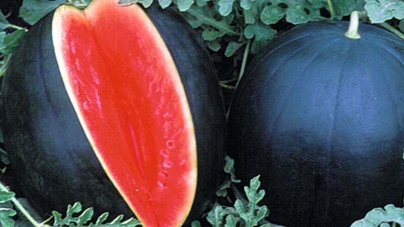 Стоимость самой дорогой в мире ягоды - 5700 евро (это рекордная цена, средняя все 230 евро).Выращивают с 1980 года на острове Хоккайдо в Японии. Урожай в год составляет около 10000 шт., весят от 5 до 11 кг. Они отличаются почти черной кожурой без полос и пятен, красной и сладкой мякотью. Являются ценным подарком.
