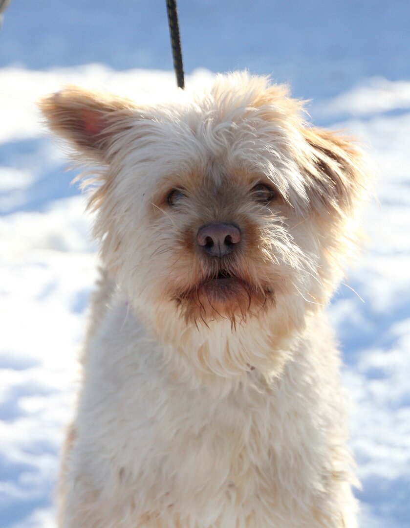 Собака Кекс из Банды Дворян