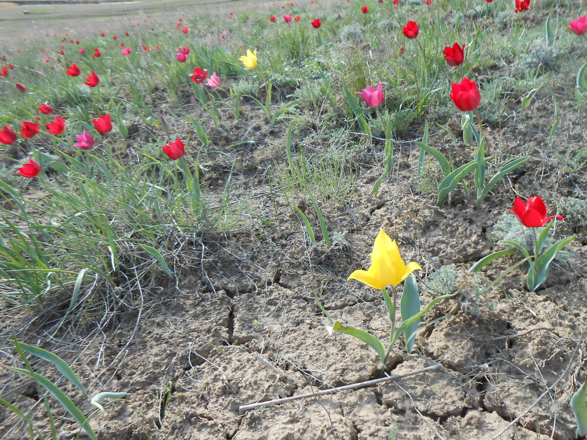 Тюльпановые поляны в Заволжье