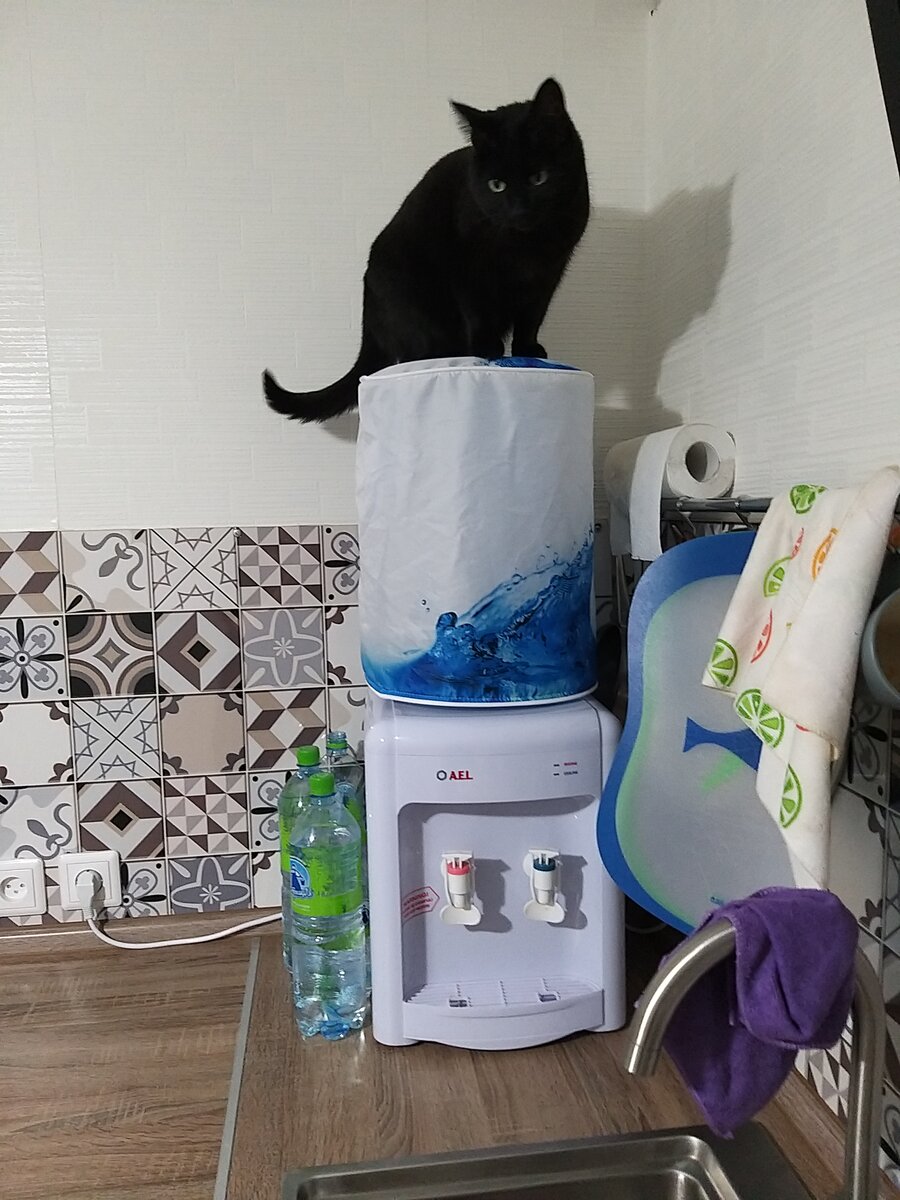 Бася интересуется кулером