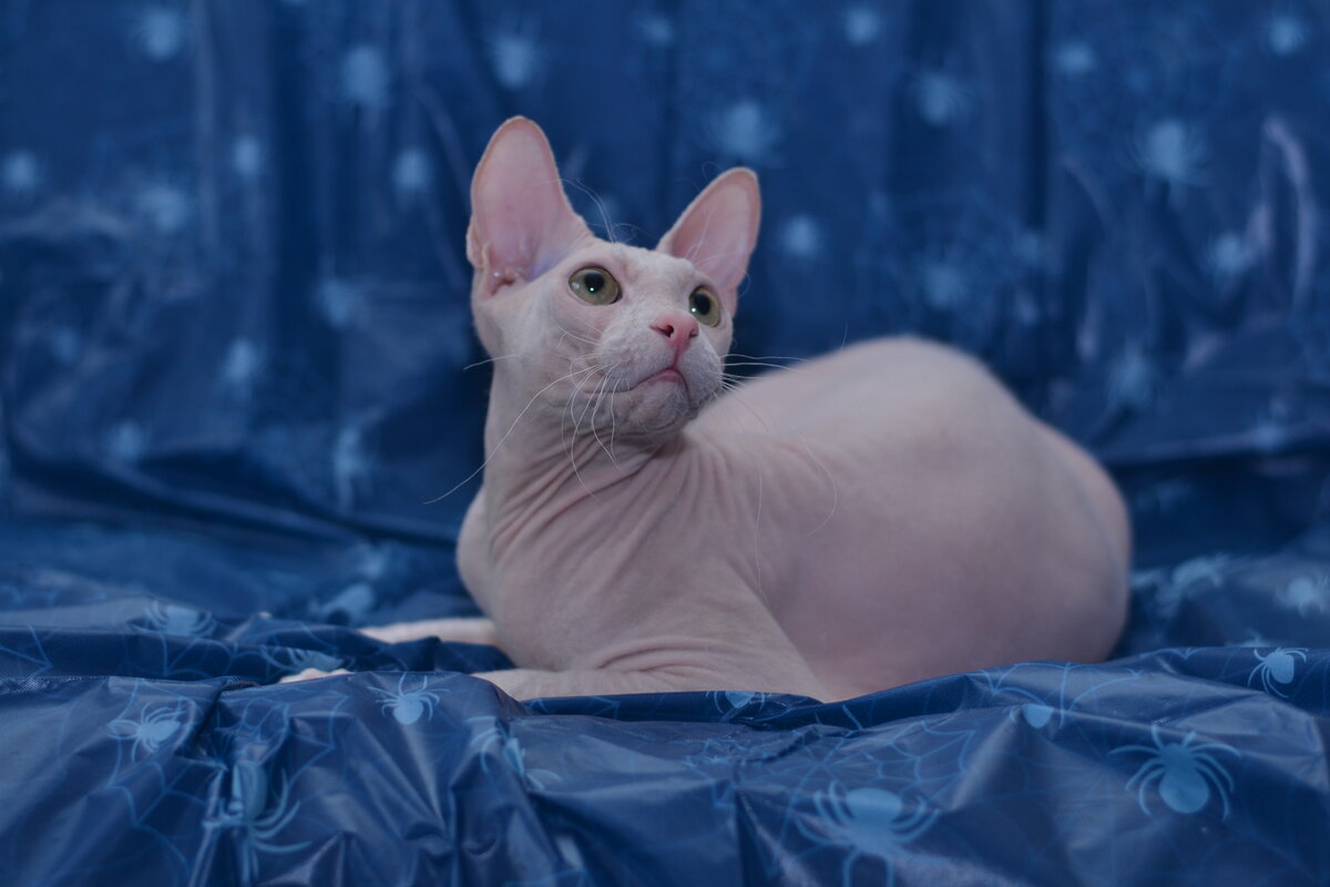 Донской сфинкс