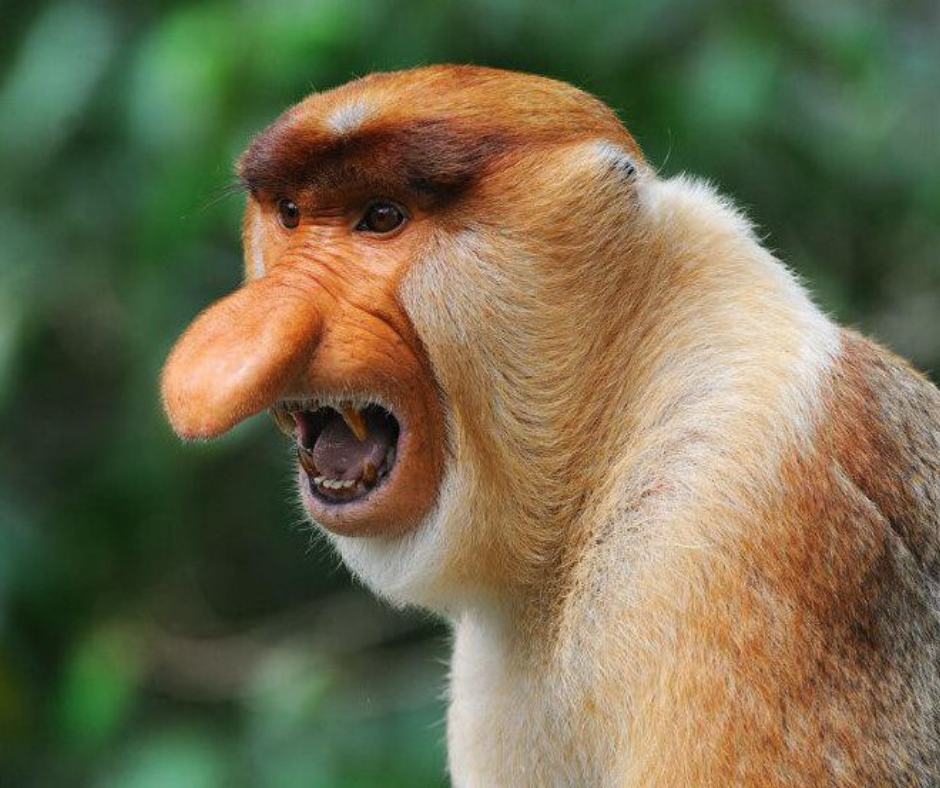 Носатая обезьяна. Long-nosed monkey