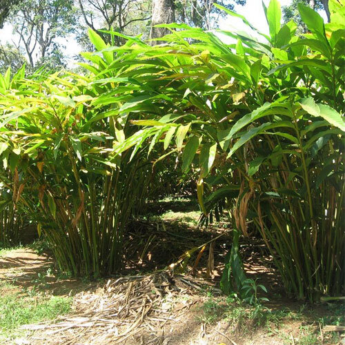 Заросли кардамона