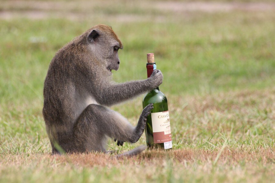Пьющая обезьяна. Пьяные животные. Обезьяна с бутылкой.