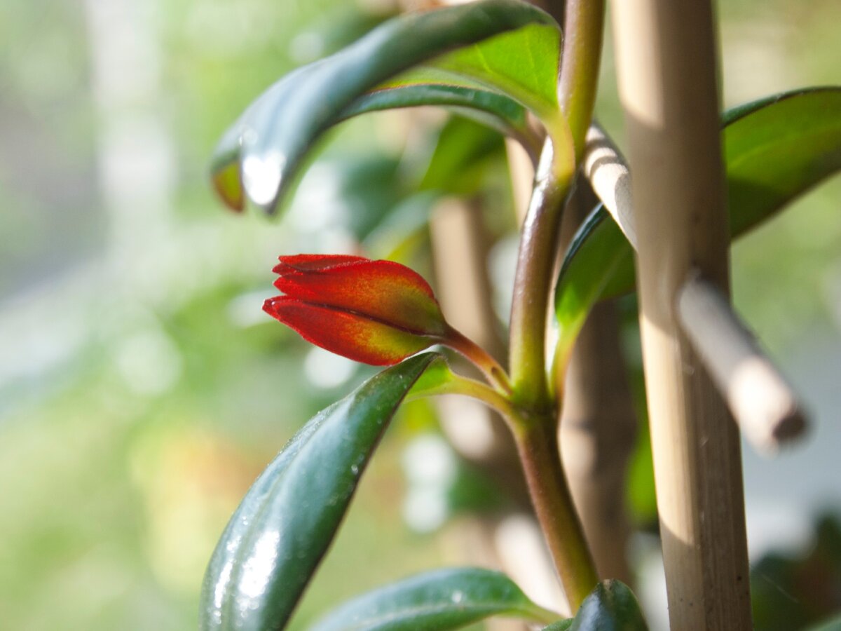 Начало цветения 