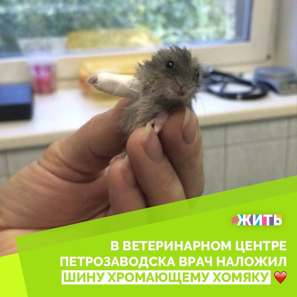 "Врач Мария Фирсова наложила шину хромающему хомяку. Теперь он выглядит так», - сообщается на странице ветеринарного центра Петрозаводска в соцсети "ВКонтакте", где и было размещено трогательное фото😻

В комментариях к фото пользователи соцсети на все лады умиляются пациентом и называют работу врачей «ювелирной» и мы полностью с ними согласны. А вы как считаете, достойна ли эта работа высшей похвалы?❤️

#жить #проектжить #добро #помощь #врачи