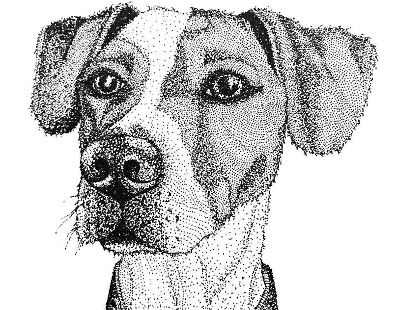 Джек-рассел-терьер