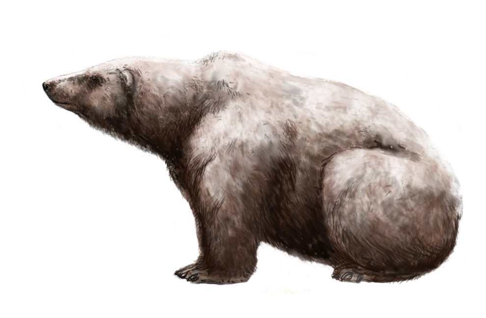 Медведь крупное млекопитающее. Ursus maritimus Tyrannus. Белый медведь Ursus maritimus. Гигантский белый медведь вымерший. Урсус Тираннус.