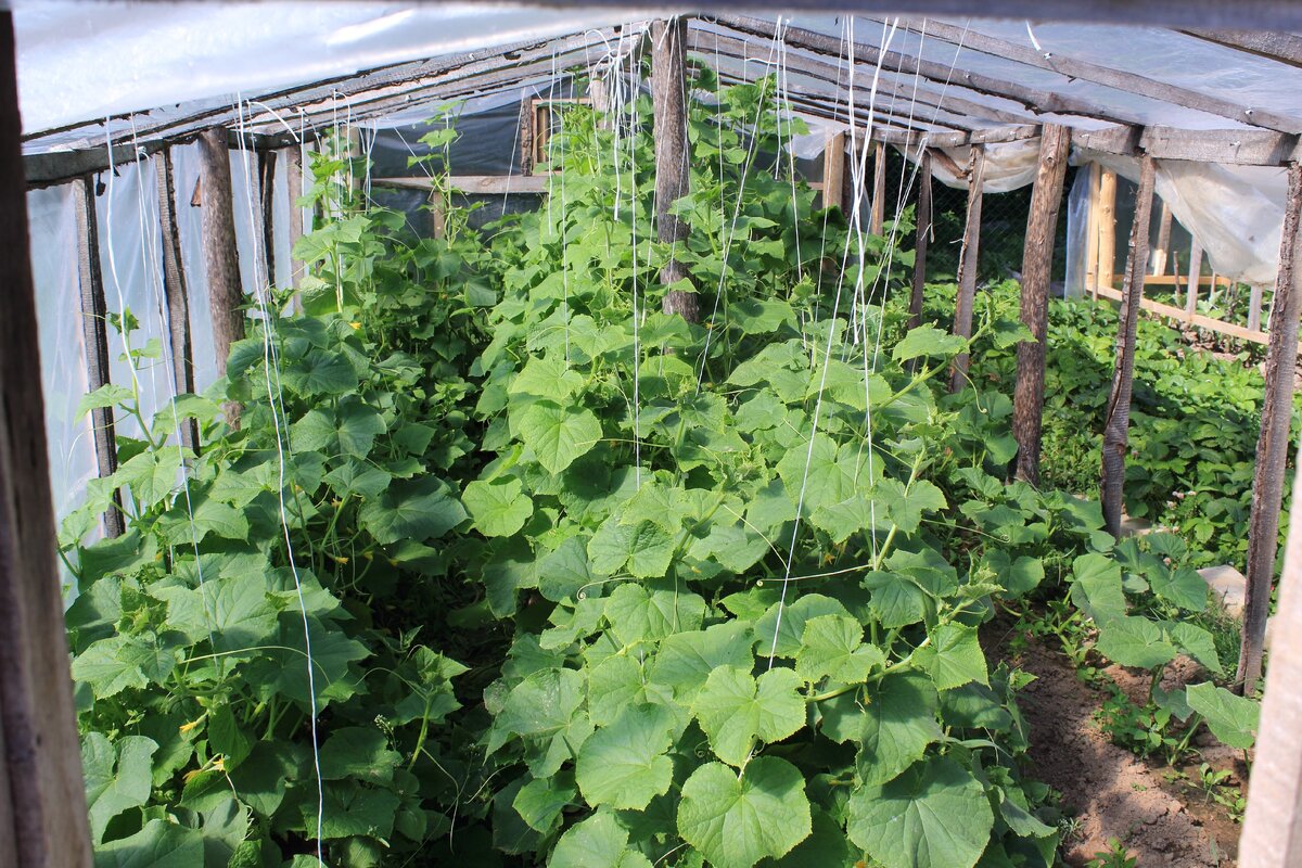 Так мы подвязываем огурцы