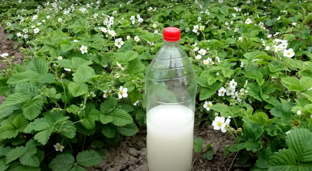 Супер подкормка для клубники