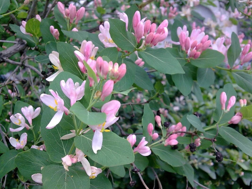 Lonicera tatarica жимолость Татарская