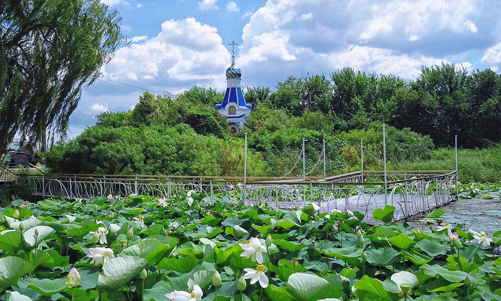 Лотосы темрюк на машине