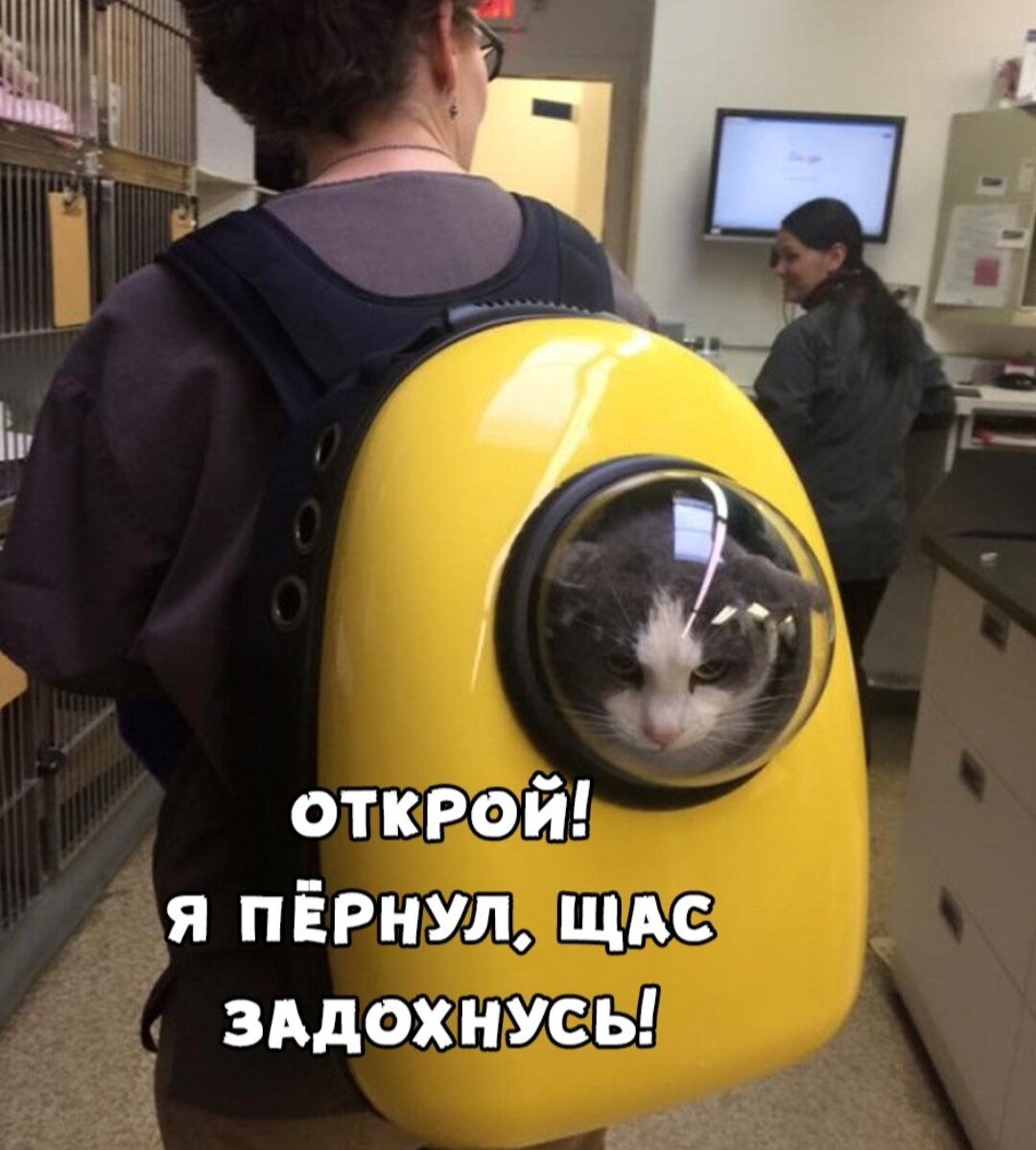 Рюкзак для переноски кота с иллюминатором