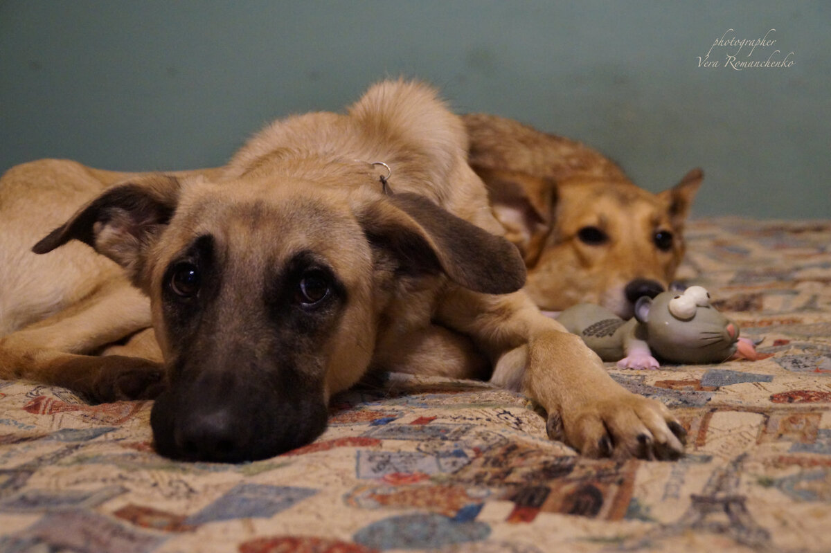 Маняша, хоть и не очень рада такому гостю у себя дома, но на улице в обиду усыновлённого против воли деточку, который выше неё ростом, не даёт