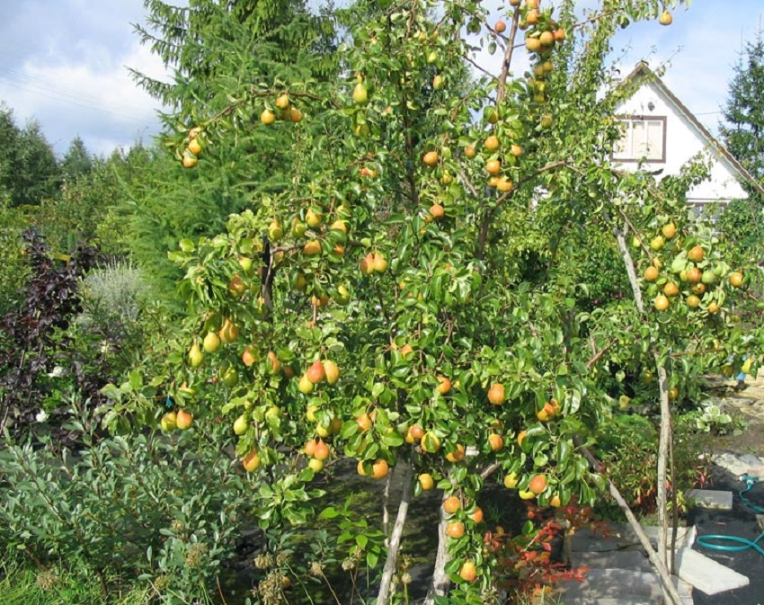 и груши хочу