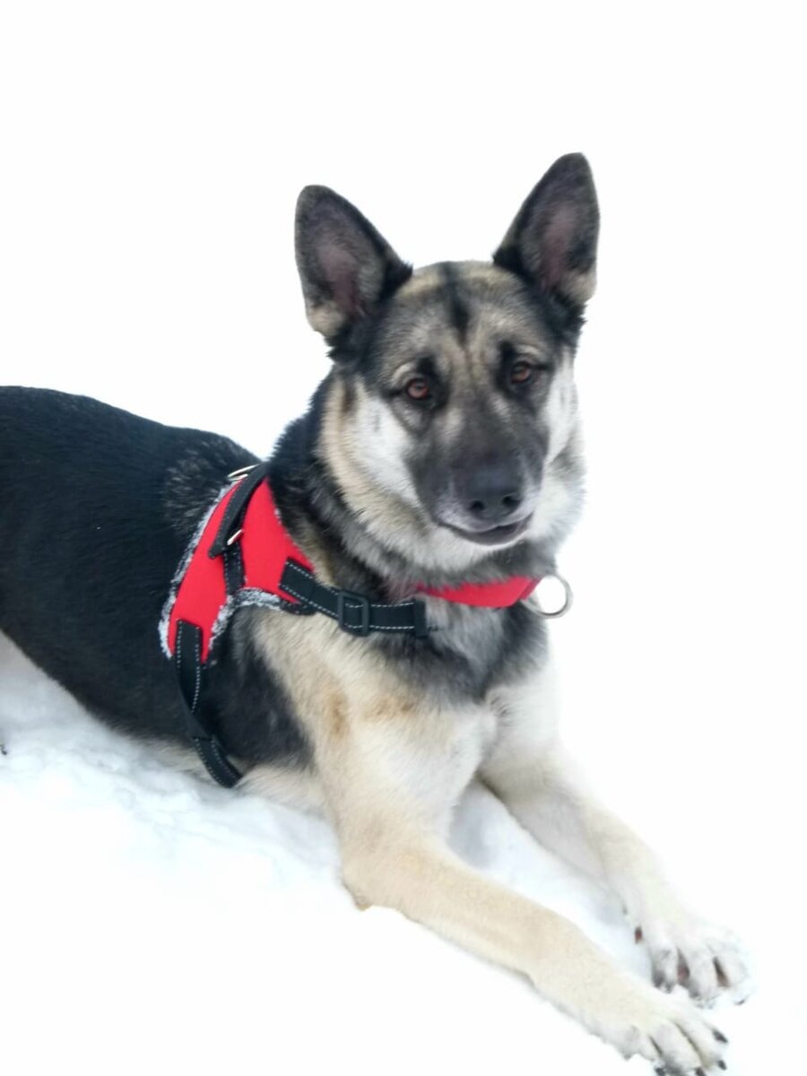 Нашлись предыдущие хозяева этой чудесной собаки