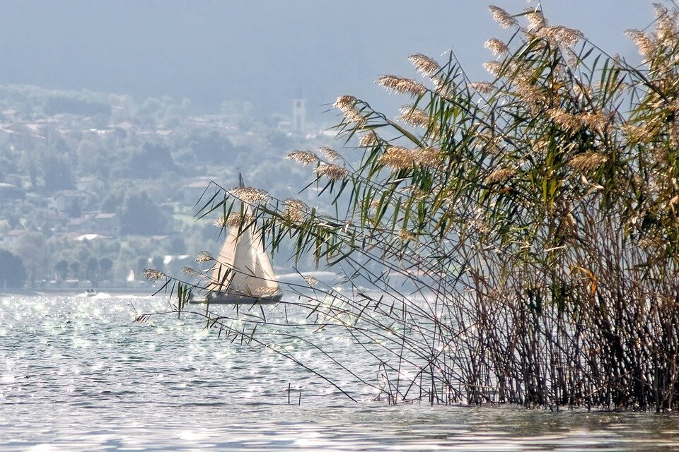 Раки относятся к водным знакам, а Луна - его покровительница. Изображение pixabay.com