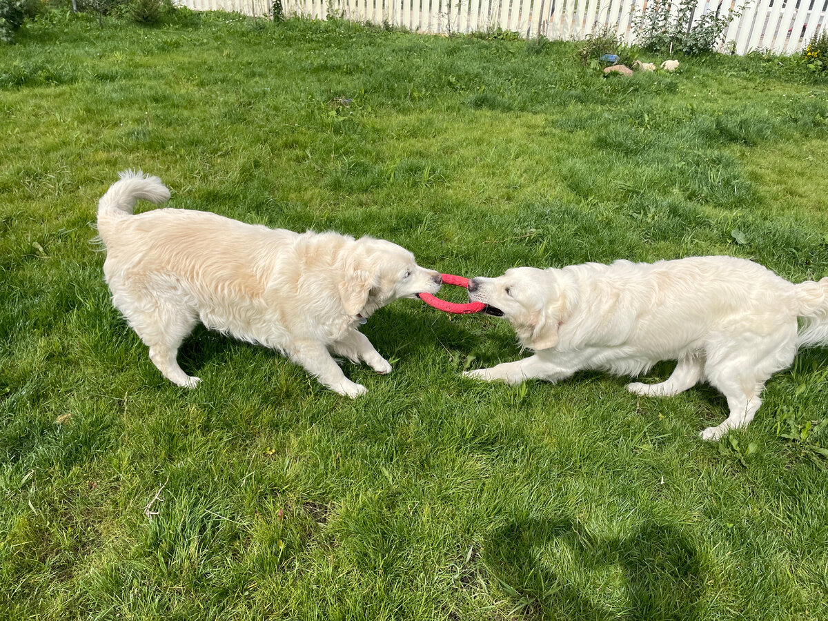 Они обожают играть. Любимая игра - кольцо, за которым можно бегать наперегонки, а потом отбирать у победителя.