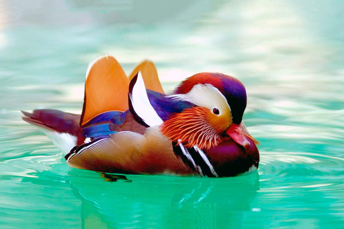 Утка мандаринка. Утка мандаринка. «утка мандаринка (aix galericulata. Птица мандаринка птица мандаринка. Утка мандаринка дальний восток.