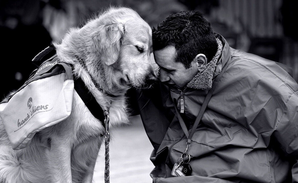 Собака друг человека. Преданность собаки. Собаки любовь. Трогательные фотографии. 1 собака верный и надежный друг человека