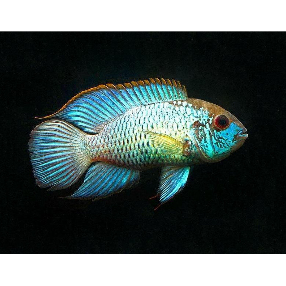 Нанакара неоновая.Уход и солержание.