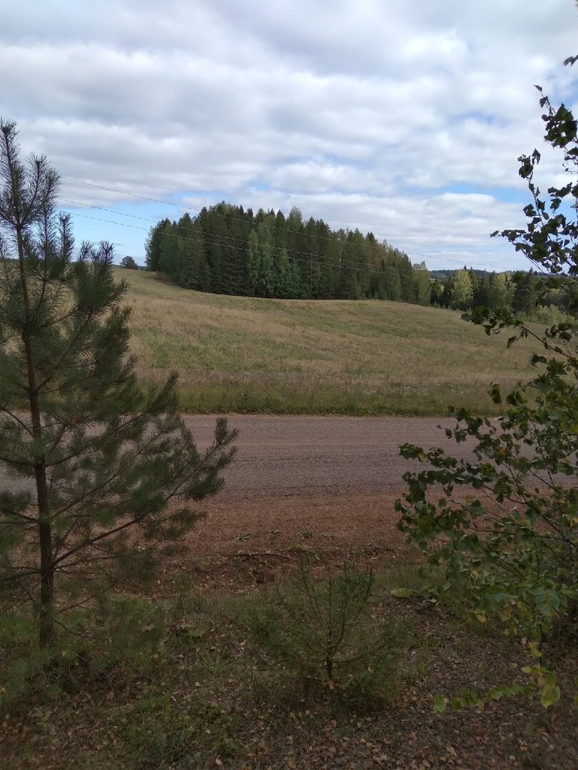 грибной лес