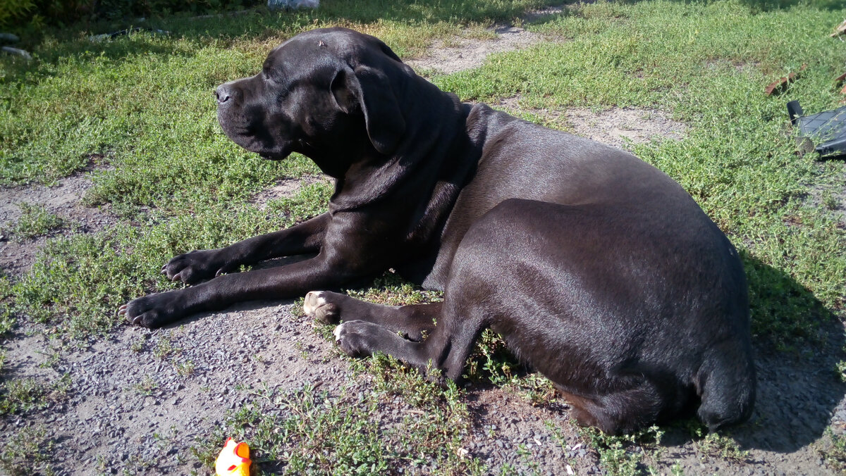 Недавно сын подарил Джуди забавную игрушку - резинового утенка, который при  нажатии смешно пищит. На снимке он практически, не виден. Так вот, Джуди его не оценила, проявила полнейшее равнодушие и даже шарахалась от него, когда он пищал. Фото автора.