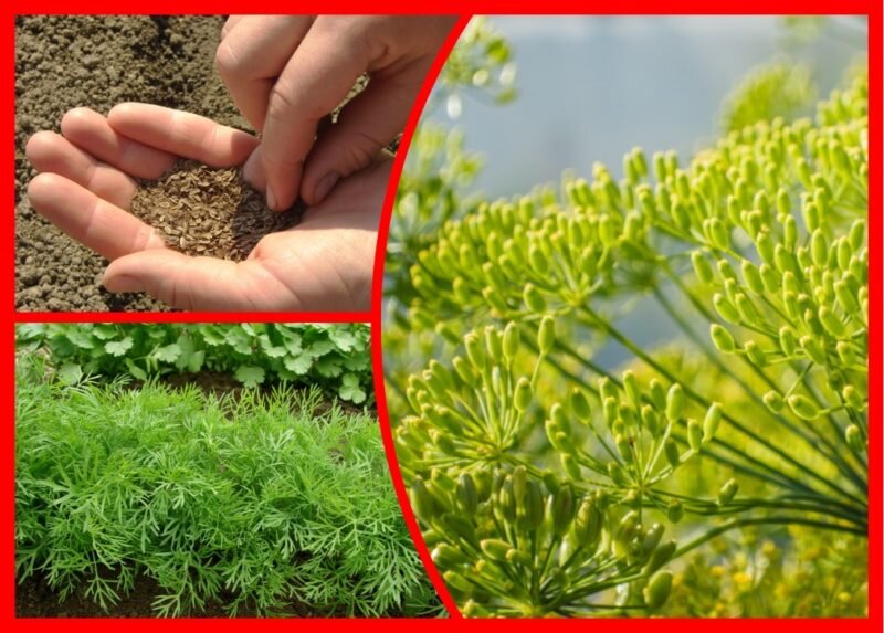 Выращивание укропа