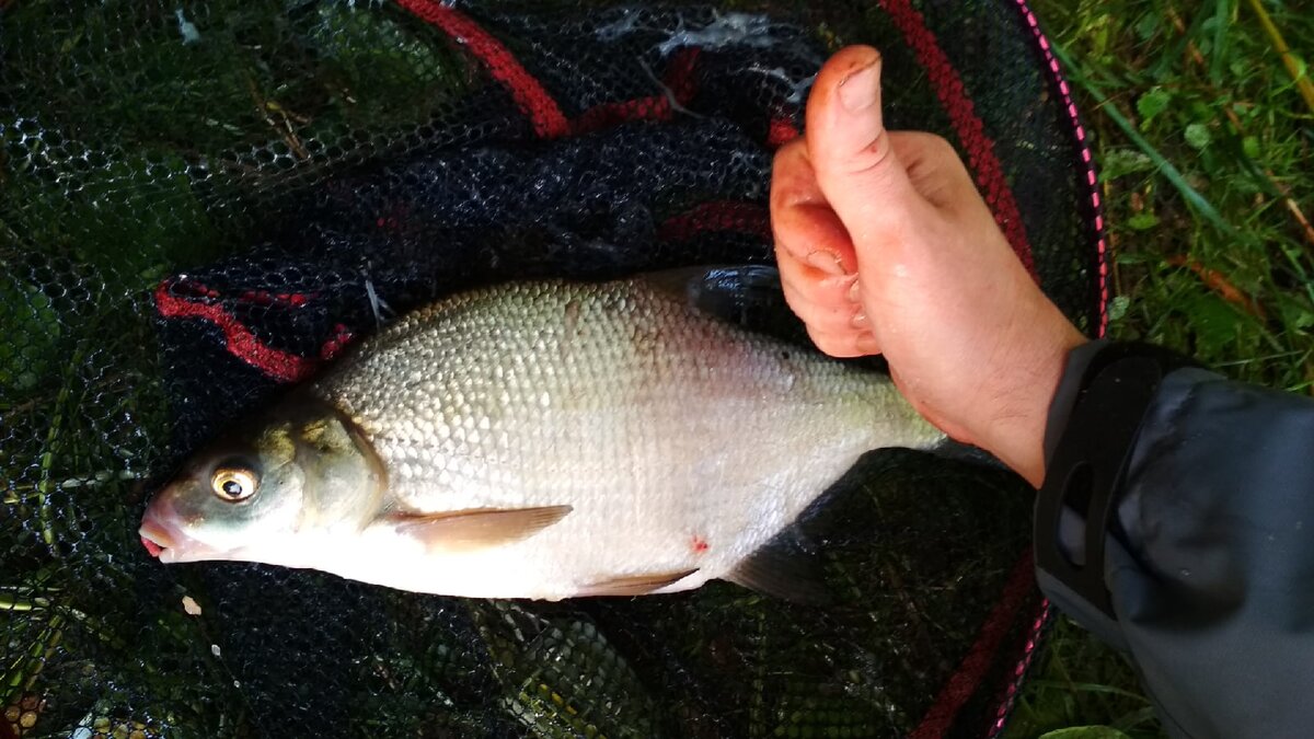 Старый добрый лещ