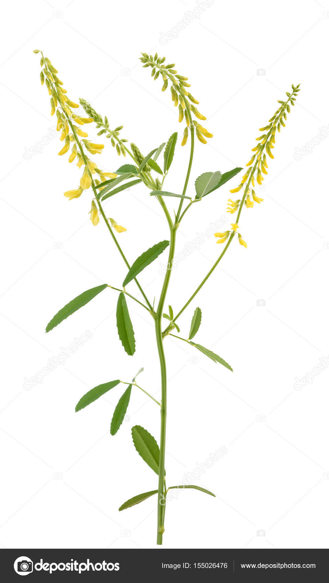 Донники — растения семейства бобовых. Наиболее часто попадаются в пределах нашей страны желтый, белый, душистый донники.