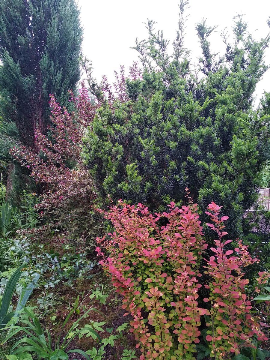 Тисс ягодный (Taxus baccata) на заднем плане справа