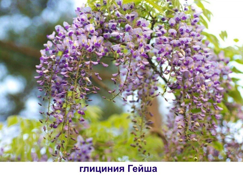 Глициния: описание, размножение, обильноцветущие виды (52 фото) - садовый кустарник и лиана вистерия