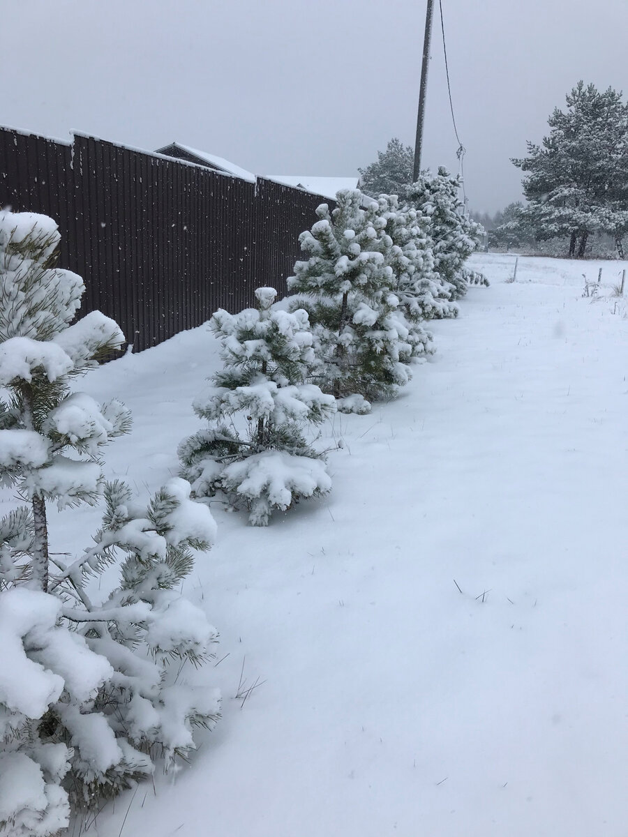 КАК ВЫРОСЛА ИЗГОРОДЬ ИЗ СОСНЫ ЗА 4 ГОДА (скорость роста сосны ...