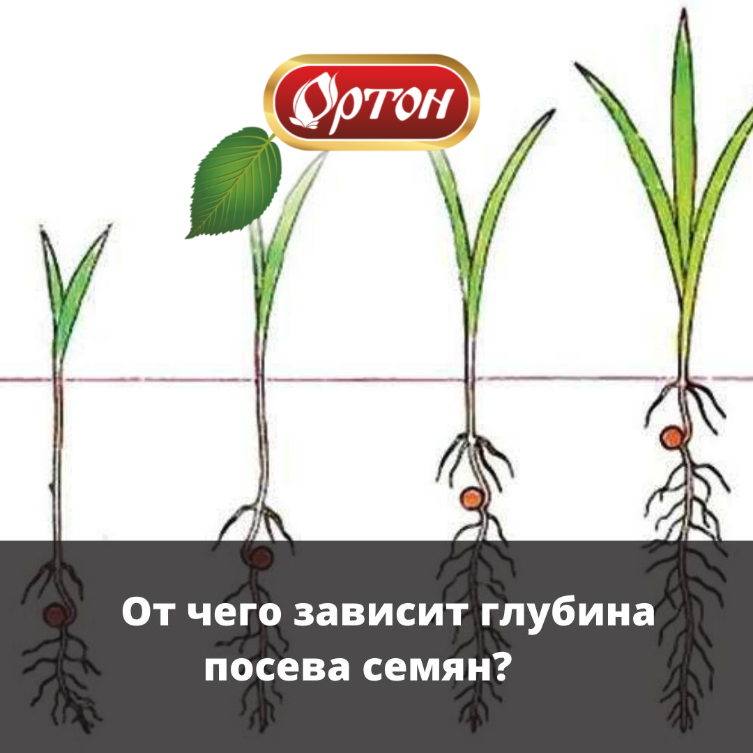 От чего зависит глубина посева семян ?? ? | ОРТОН. Профессиональная ...