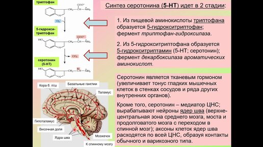 Дубынин В. А. - Химия мозга - Серотонин