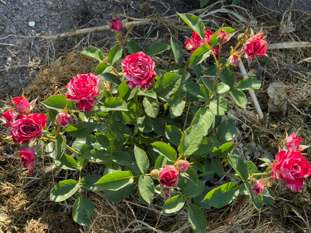 РОЗА-СПРЕЙ АРРОУ ФОЛИЕС. МОЯ ПЕРВОГОДКА