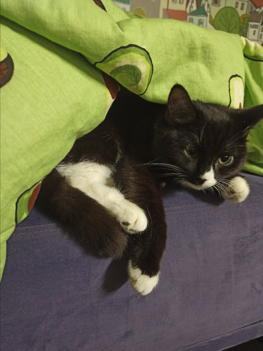 Очень довольная кошка