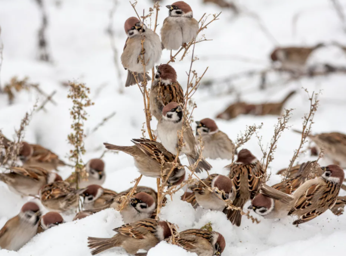 birdwatch.by