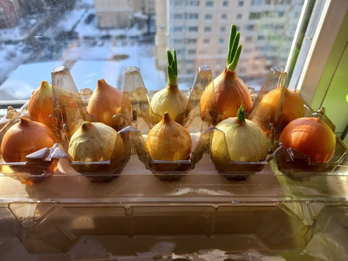 2. Лук на перо, начало. Фото автора