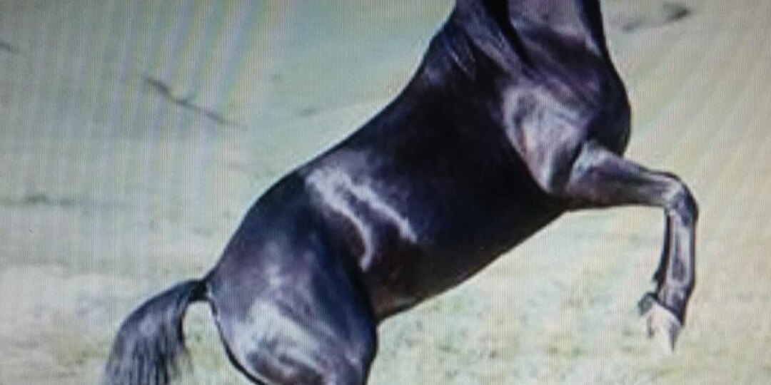 ЛОШАДИ СТАРАЛИСЬ, КАК УМЕЛИ… Часть 1