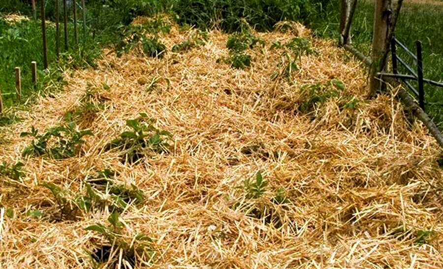 Посадка картофеля под солому избавляет от окучивания и прополки. Фото https://thisisdacha.ru.