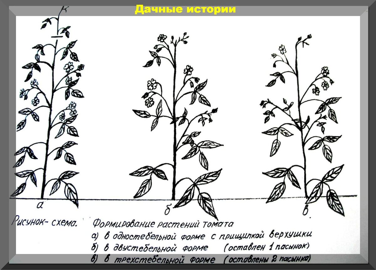 Температура для выращивания рассады томатов