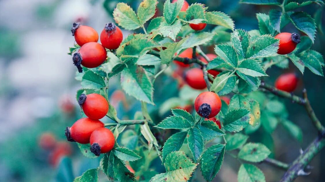 В этот день нельзя рвать цветы шиповника. Фото: Pexels.com 