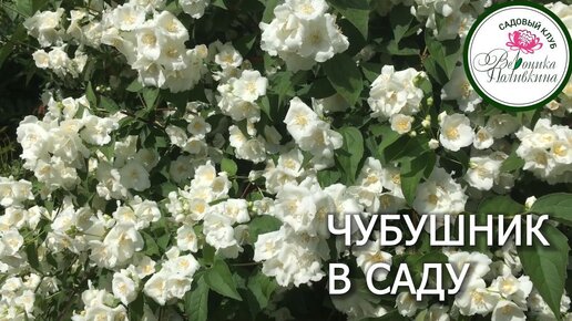 ЧУБУШНИК В САДУ