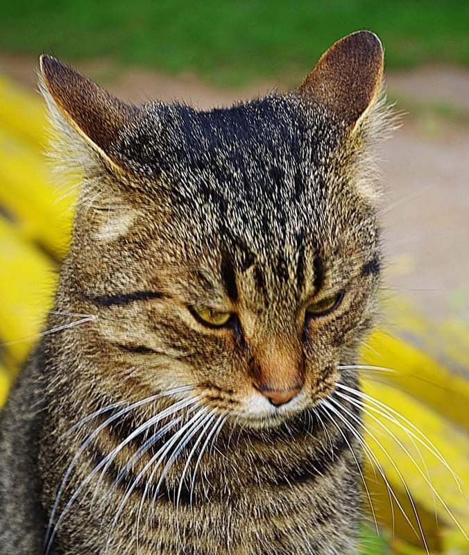 О вечной борьбе за главенствование в семье 