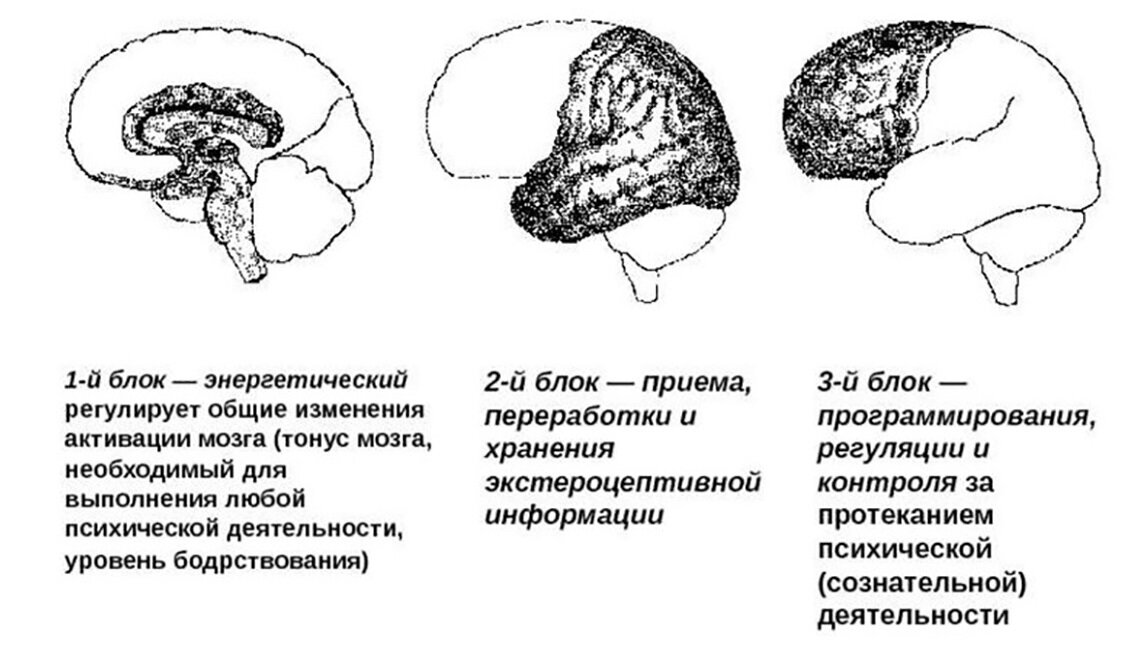 Блоки мозга по лурия с картинками