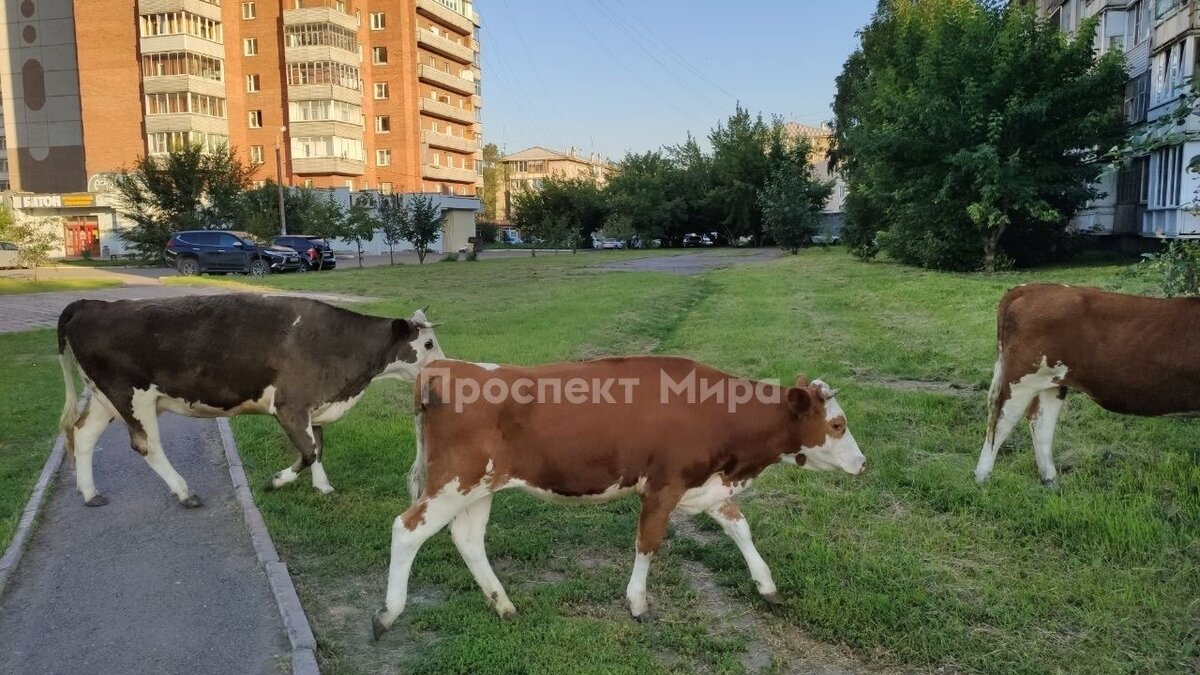     В Красноярске заметили новый способ «обрезки деревьев» — на Щорса бродили четыре коровы и ели насаждения.