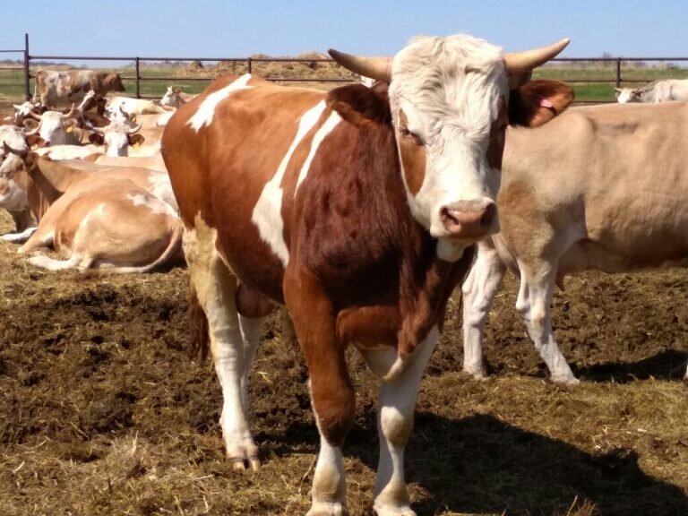    Бык насмерть забодал 70-летнего мужчину в Бугурусланском районе Белов Михаил Александрович
