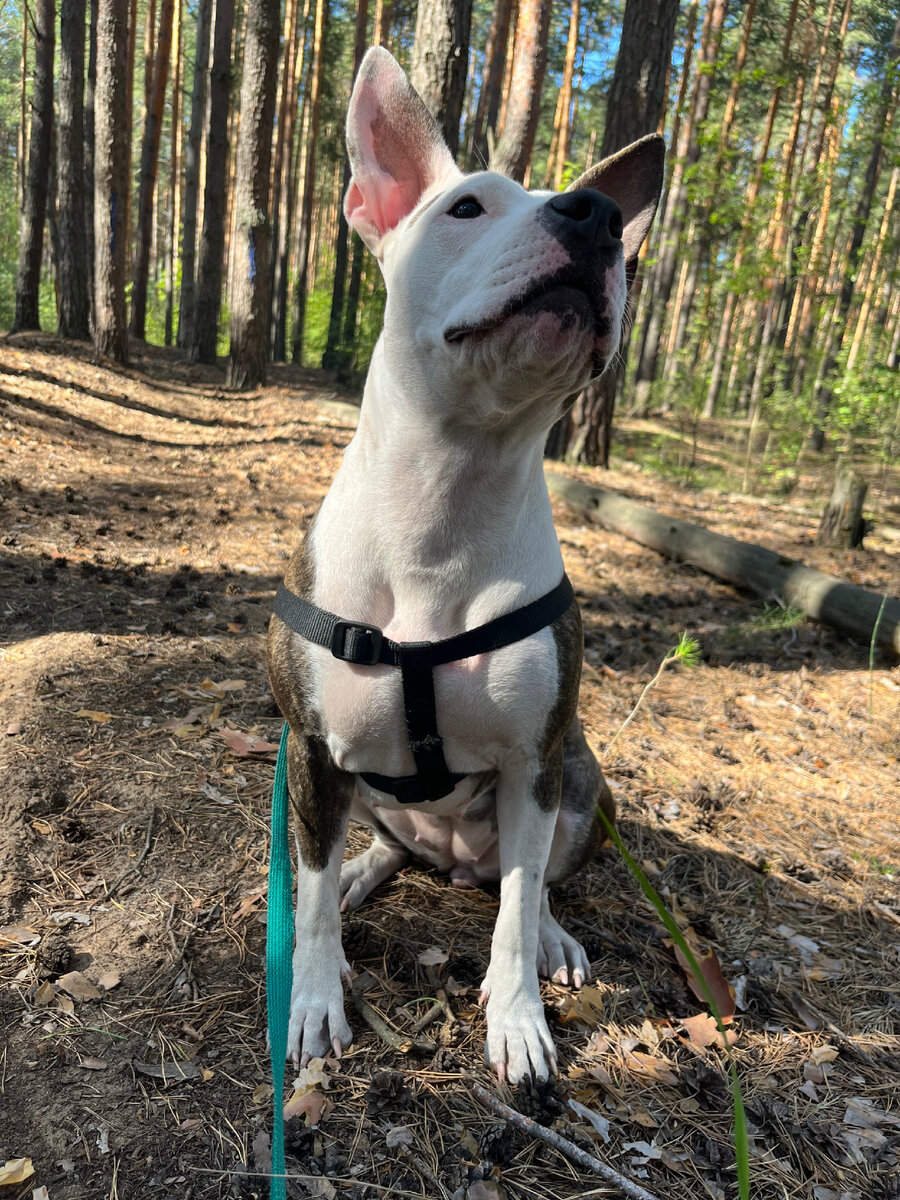 Американские стаффтерьеры преданы хозяину. За тем, кого считают владельцем, эти собаки пойдут и в огонь и в воду. Без одобрения человека они и шагу не ступят. Амстаффы ловят настроение хозяина и всячески стараются подстроиться под него. Не навязываются, когда это не нужно и стараются быть рядом в веселые и счастливые моменты.